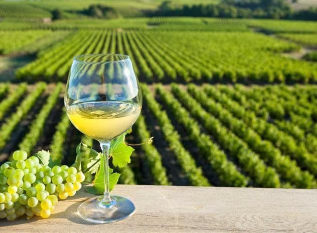 Dependance Chaleureuse Dans Le Vignoble Nantais Villa La Haie-Fouassiere Kültér fotó